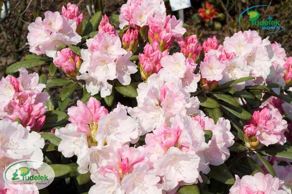 Rhododendron Silver Lady